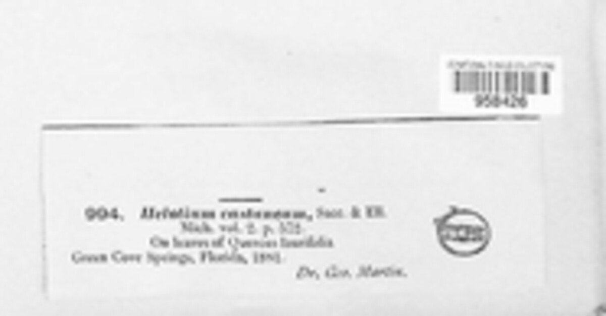 Micropeziza castanea image